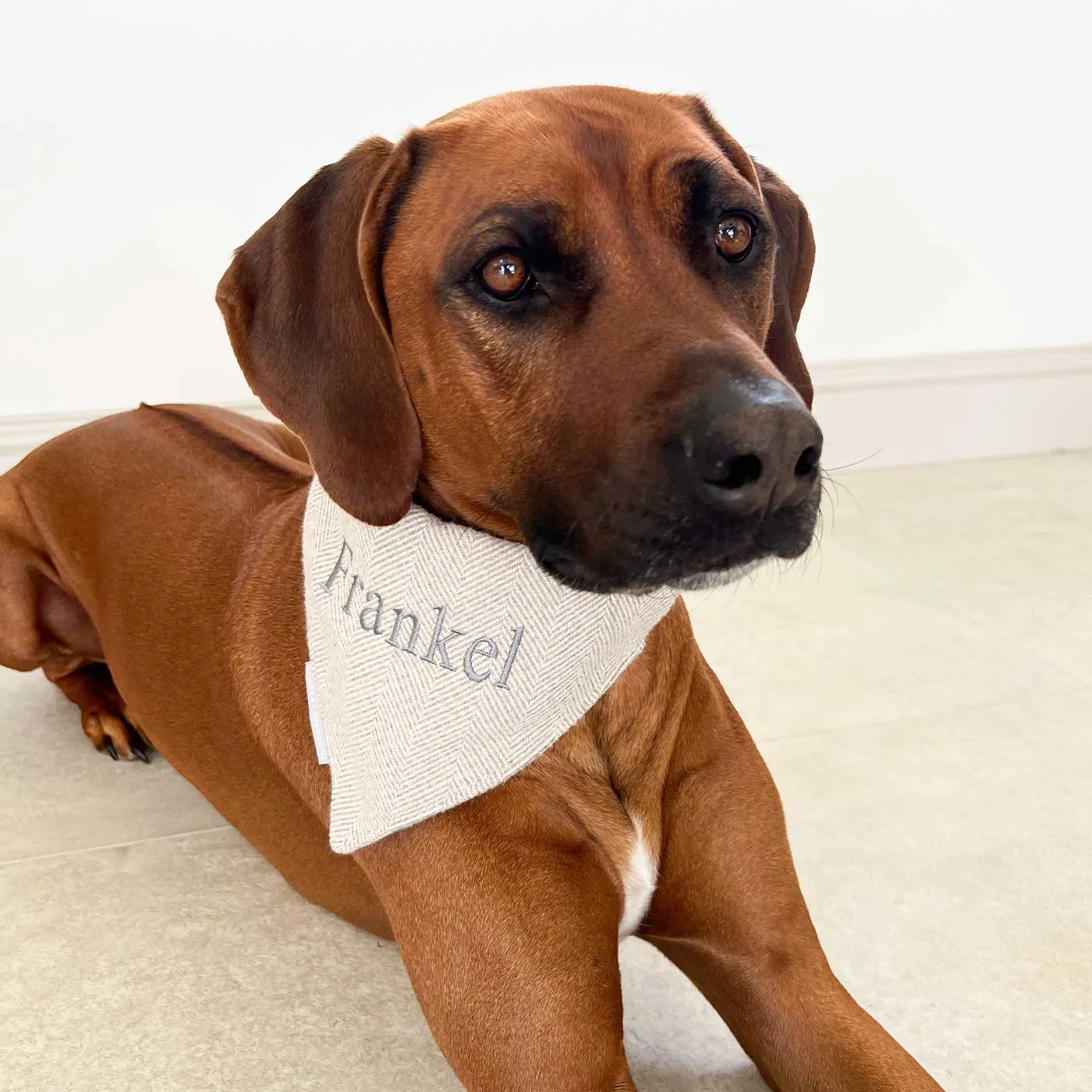 Bandana in Herringbone Tweed by Lords & Labradors