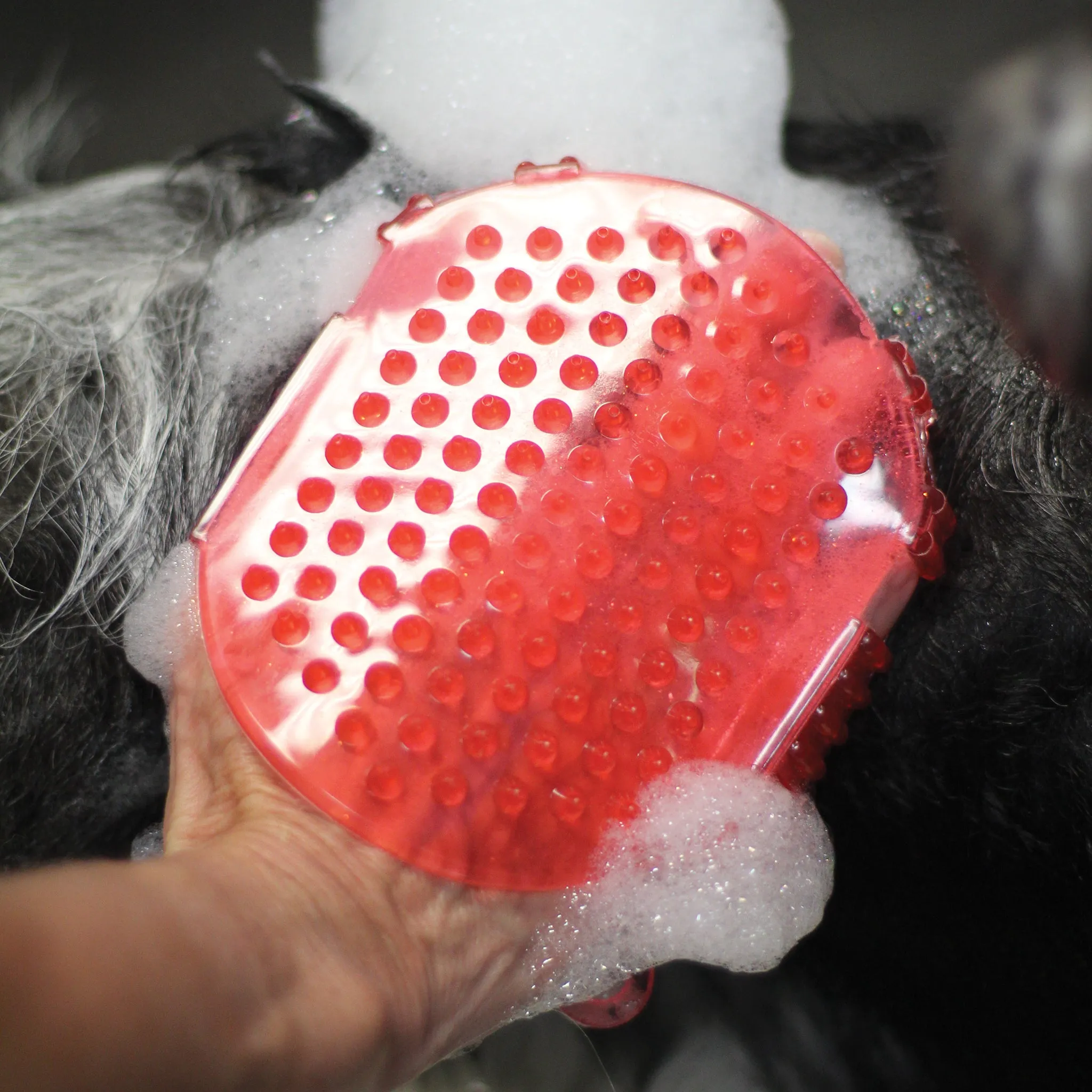 Jelly Scrubber